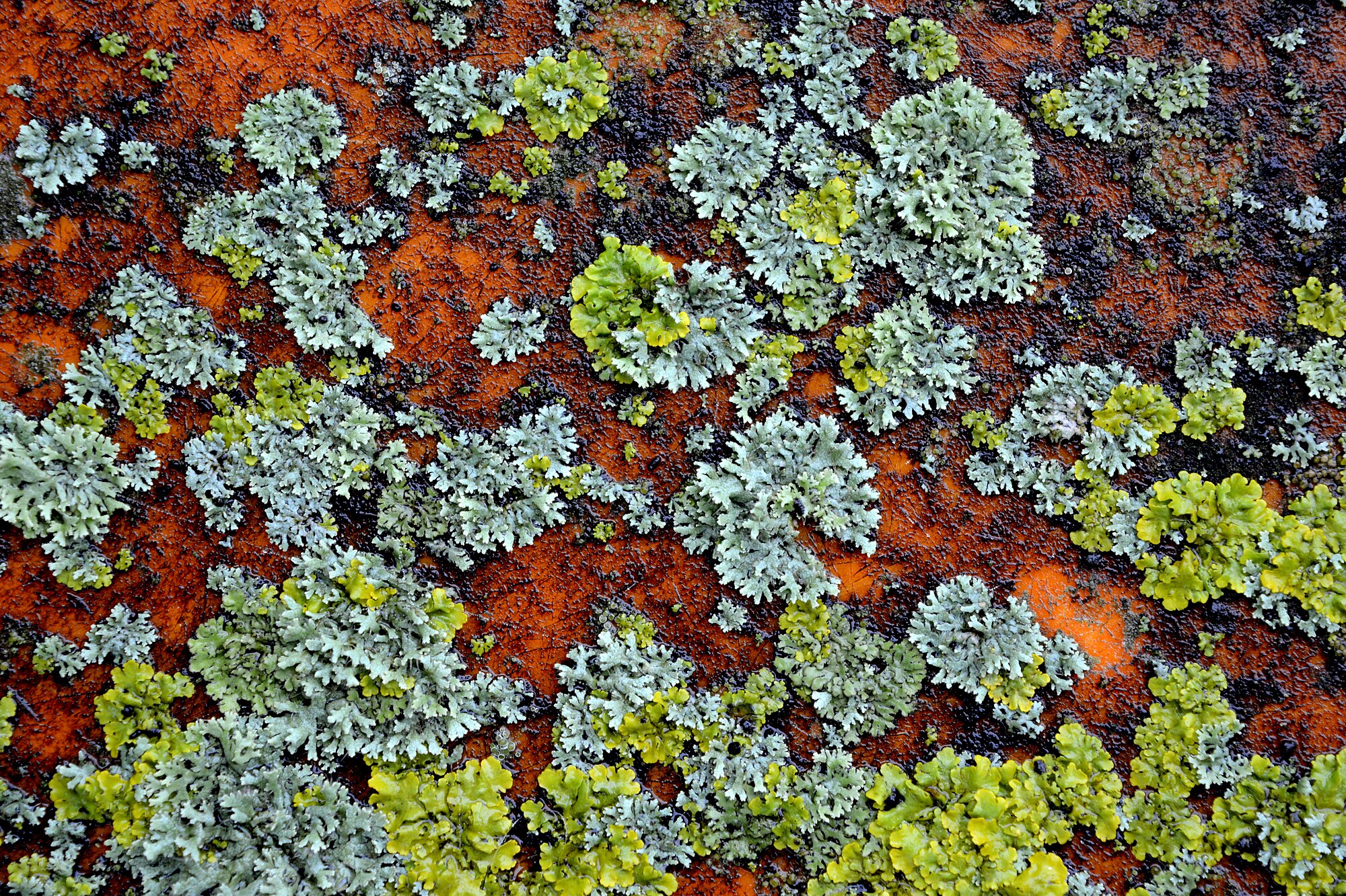 Une photographie de lichens.