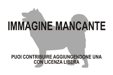 Immagine di Picturotherium migueli mancante