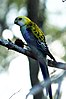 Pale-headed Rosella