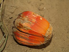 A segment (phalange) of the fallen fruit