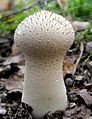 Flaschen-Stäubling (Lycoperdon perlatum)