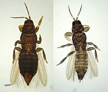 Thysanoptera2.jpg