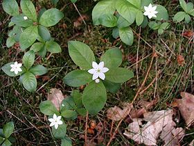 Trientalis-europaea