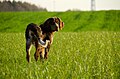 Gibbs des Chaumes de Thiérache, young picardy spaniel 6 months old