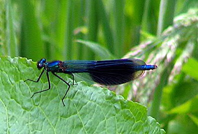 Weidebeekjuffer ♂ (Calopteryx splendens)