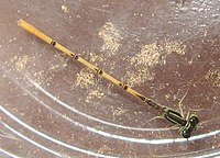 Citrine forktail