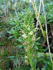 Lobelia stricta