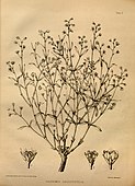 Galphimia angustifolia