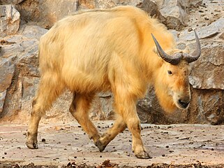 Golden takin