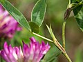 Axlablað á Trifolium