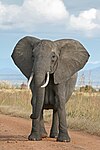 Seekor gajah afrika di Taman Nasional Mikumi, Tanzania