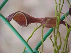 Description de l'image Aristolochia_maxima4.jpg.