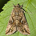 Autographa gamma (Linnaeus, 1758)