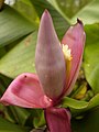 Flower na a banana plant.This Hoton da aka dauka a jihar Botanical gidãjen Aljanna a kan tsibirin na La zumunci