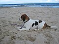 Beagle tricolore pie