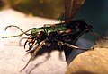 Cicindela gallica