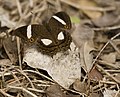 A. chrysopelea, em repouso. Observe os quatro ocelos nas asas.