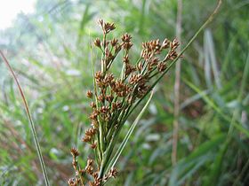 Cladium mariscus