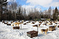 Commercial sled dog kennels