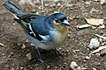 Fringilla coelebs palmae fotografiat a La Palma (illes Canàries).