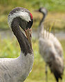 La testa di una Grus grus