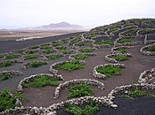 Kleine Steinmauern schützen vor dem ständigen Wind in La Geria (Lanzarote)