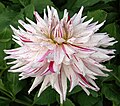 Dahlia 'Mick's Peppermint' (Semi-cactus)