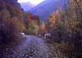 Bouquetins sur la route forestière du Roy