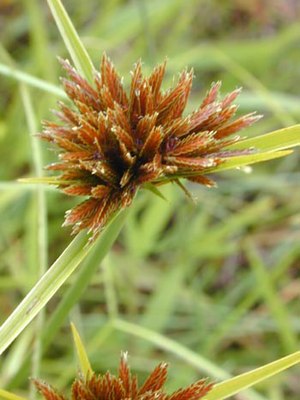 floro de Cyperus polystachyos