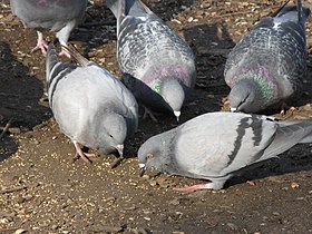 Pombos-comuns (Columba livia)