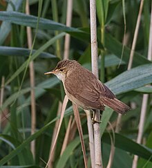 2016.07.13.-01-Westensee Felde--Teichrohrsaenger.jpg