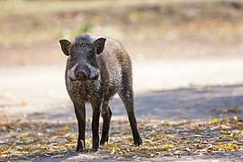 Wild boar