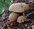 Boletus calopus