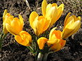 Crocus flavus (F)