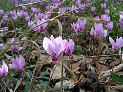 Groupe de Cyclamen hederifolium.