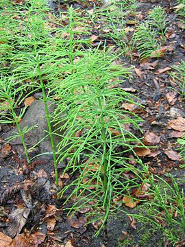 Ager-Padderok (Equisetum arvense).