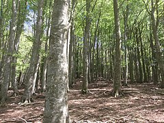 Forêts primaires de hêtres des Carpates et d'autres régions d'Europe (2021 pour la partie française du site).