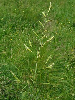 Harilik aruhein (Festuca pratensis)