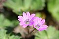 Deux fleurs de Geranium molle