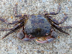 Hemigrapsus sanguineus