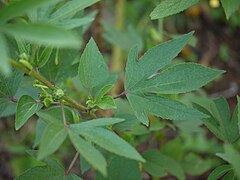 Feuille palmatilobée.