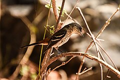 ♀ Knipolegus franciscanus