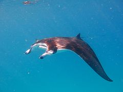 Mobula alfredi, une Myliobatidae