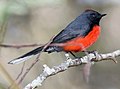 A red-bellied individual from the northern part of the range