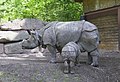 Kerkedanên Hindistanê (Rhinoceros unicornis).