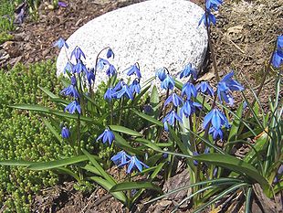 Russisk skilla (Scilla sibirica) Foto: Opioła Jerzy