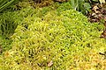 Sphagnum fimbriatum