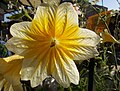 Gros plan sur la fleur du cultivar à fleurs jaunes de S. sinuata.