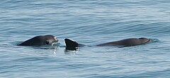 Description de l'image Vaquita6 Olson NOAA.jpg.