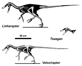 Скелеты велоцирапторин